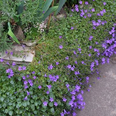 Blaue Polsterglockenblume, Naturgarten Manufakturenladen Goldener Hirsch