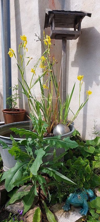 Gelbe Sumpf-Schwertlilie in einer Zinkwanne, Naturgarten Goldener Hirsch Lübeck