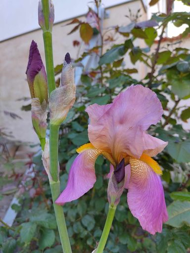 Schwertlilie, auch Iris genannt