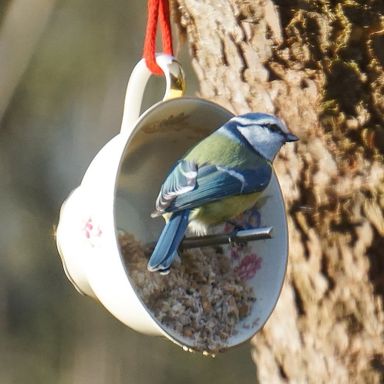 Vogelfutterspender in Tasse