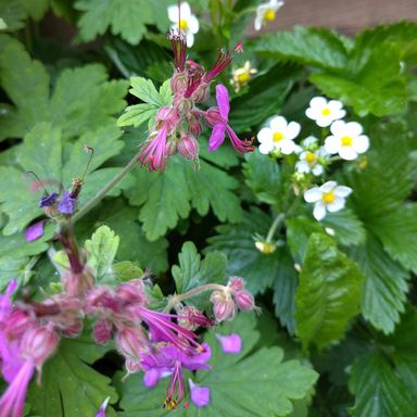 Storchschnabel und Erdbeere