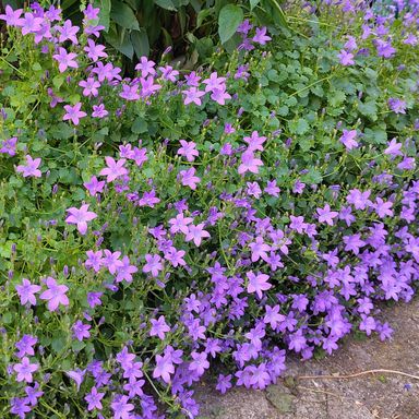 Blütenfülle einer Polsterglockenblume
