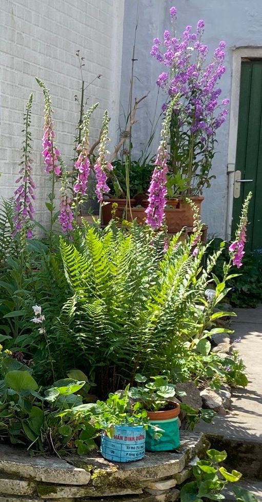 Fingerhut und Nachtviole hinter einer großen Farnpflanze, Naturgarten Goldener Hirsch Lübeck