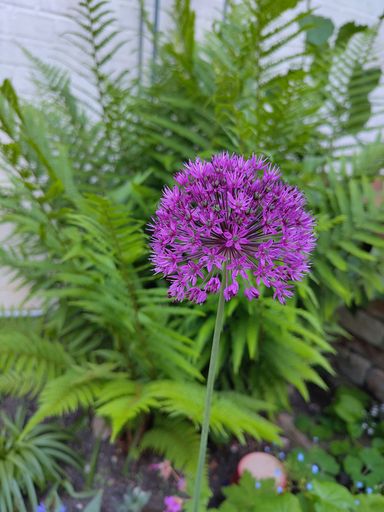 Allium & Straußenfarn im Naturgarten Goldener Hirsch, Manufakurenladen in der Lübecker Altstadt
