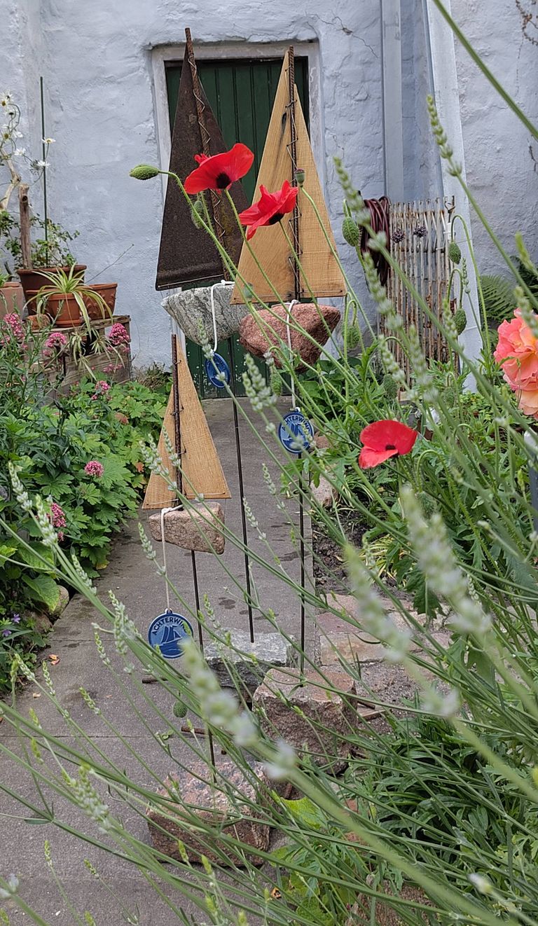 Klatschmohn und Lavendel (noch nicht in Blüte) im Naturgarten Goldener Hirsch im Zentrum Lübecks